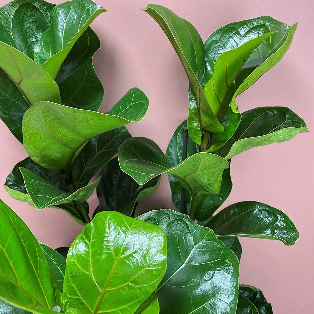 Ficus Lyrata Bambino, 35 cm, planta de apartament decorativa cu frunze de Vioara