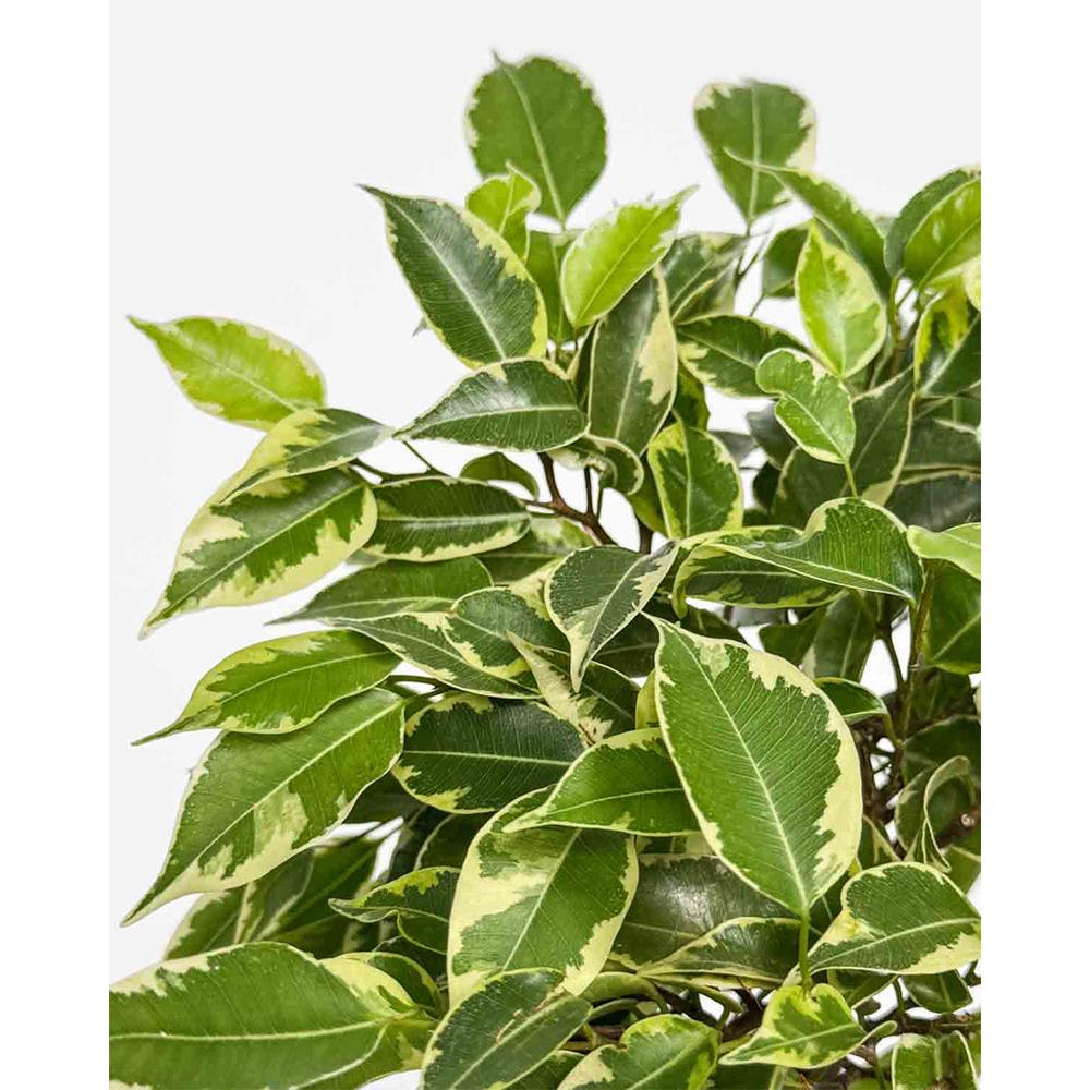 Ficus Bonsai Bushy King, cu tulpina impletita, planta de interior decorativa - 35 cm