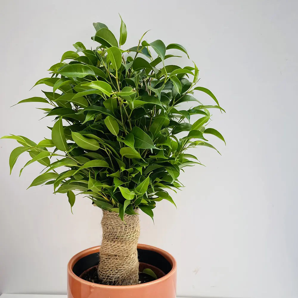 Ficus Bonsai Benjamina Natasja, 35 cm, planta de apartament decorativa cu frunze verzi