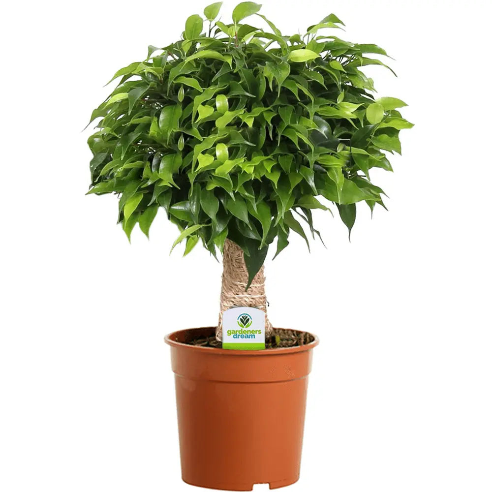 Ficus Bonsai Benjamina Natasja, 35 cm, planta de apartament decorativa cu frunze verzi