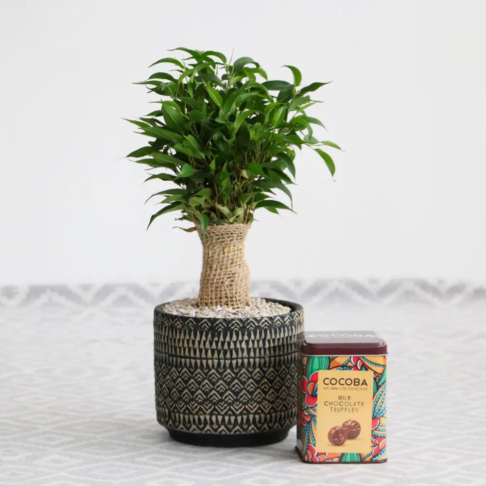 Ficus Bonsai Benjamina Natasja, 35 cm, planta de apartament decorativa cu frunze verzi