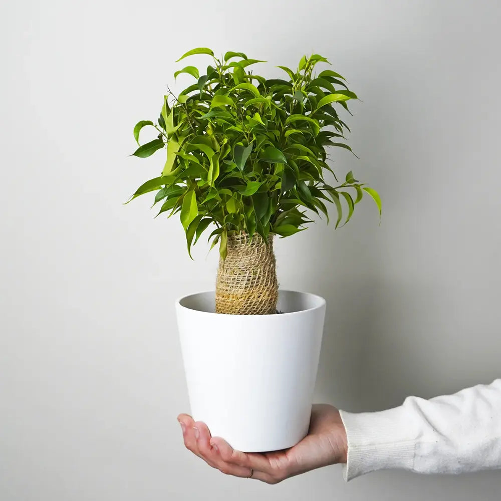 Ficus Bonsai Benjamina Natasja, 35 cm, planta de apartament decorativa cu frunze verzi