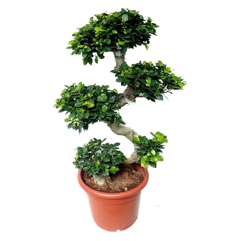 Ficus Bonsai Ginseng Forma Spirala, 80 cm, bonsai decorativ, planta de interior, purificator aer