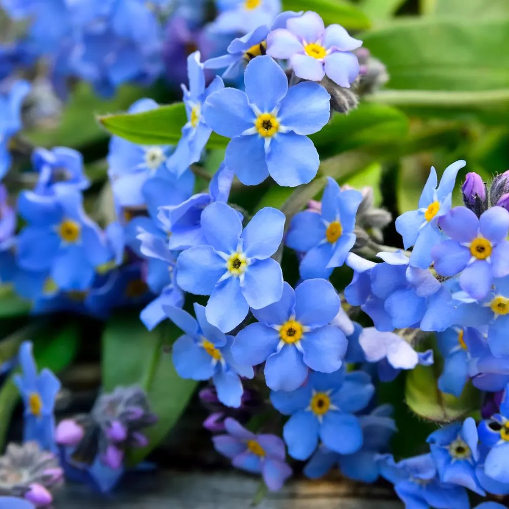 Floare de Nu-Ma-Uita Myosotis Laura Deep blue, flori albastre de primavara, semiumbra, borduri, ghivece, plante melifere pentru gradina