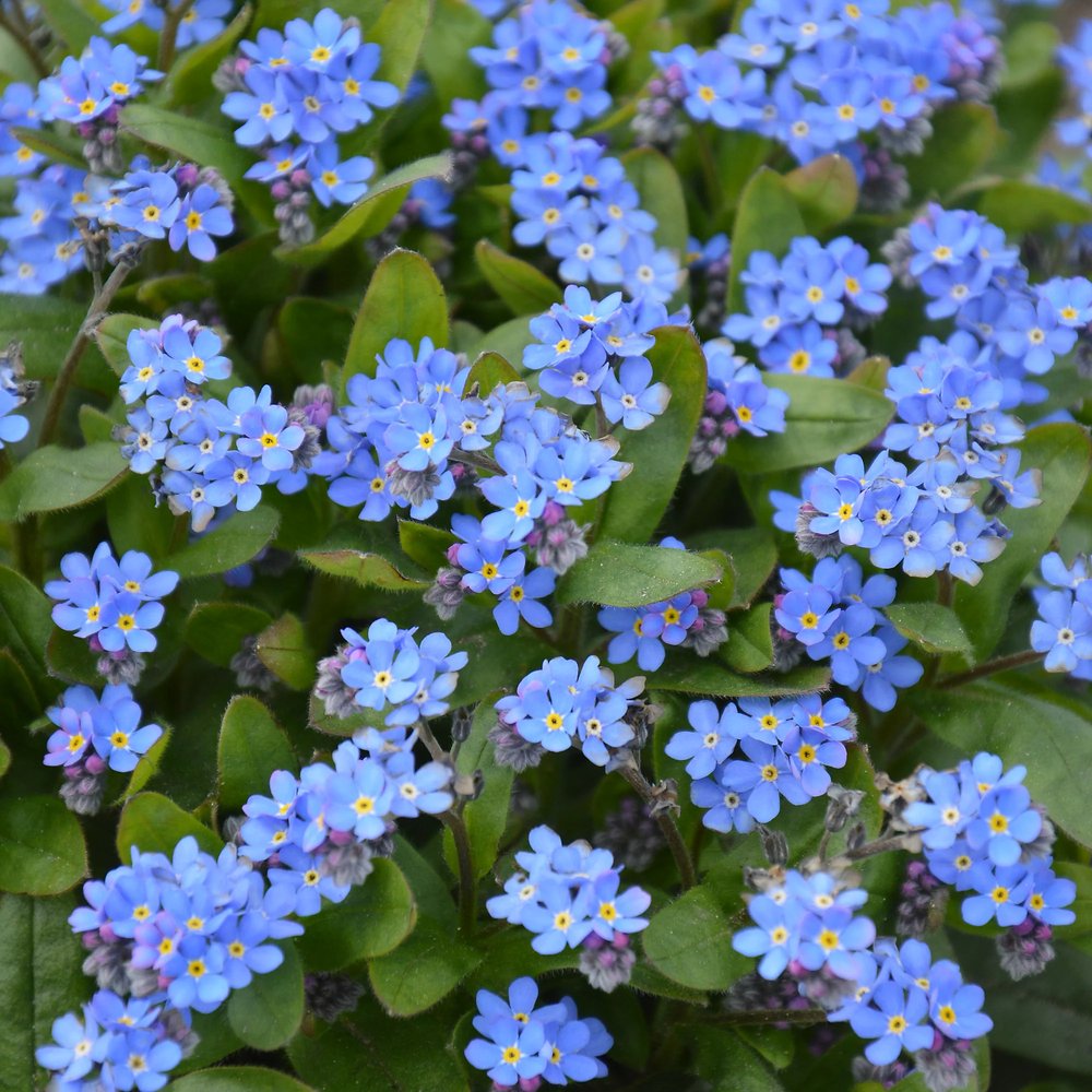 Floare de Nu-Ma-Uita Myosotis Laura Deep blue, flori albastre de primavara, semiumbra, borduri, ghivece, plante melifere pentru gradina