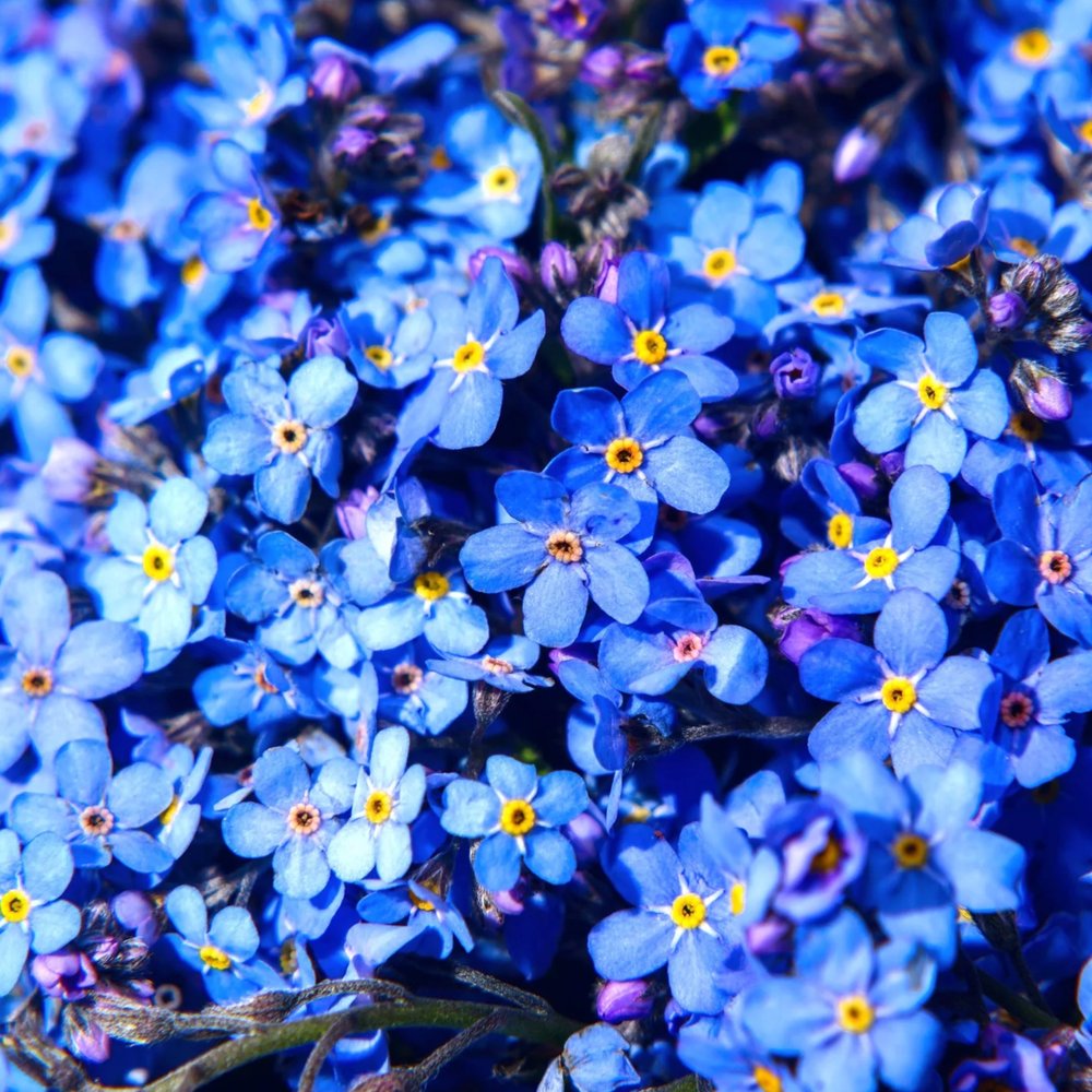 Floare de Nu-Ma-Uita Myosotis Laura Deep blue, flori albastre de primavara, semiumbra, borduri, ghivece, plante melifere pentru gradina