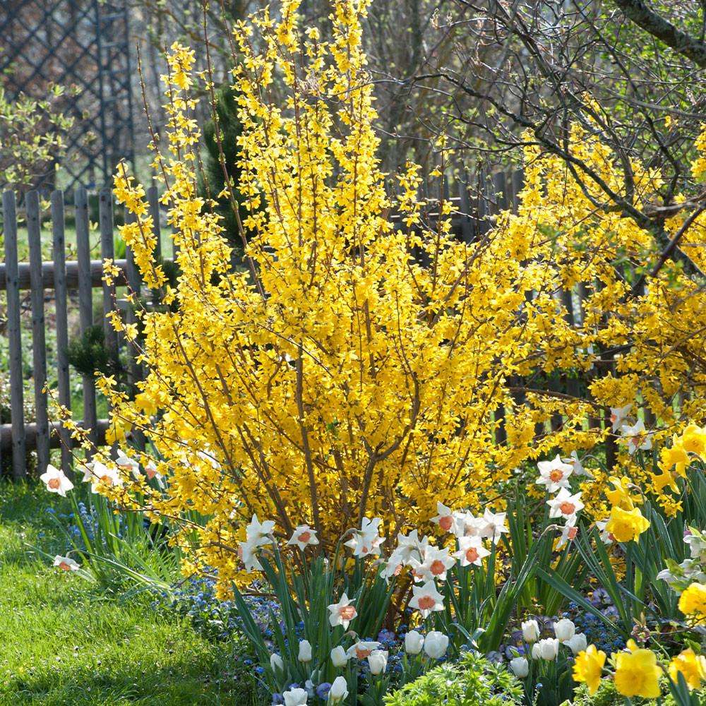 Ploaie de Aur (Forsythia Spectabilis), arbust ornamental cu flori galbene primavara, crestere rapida
