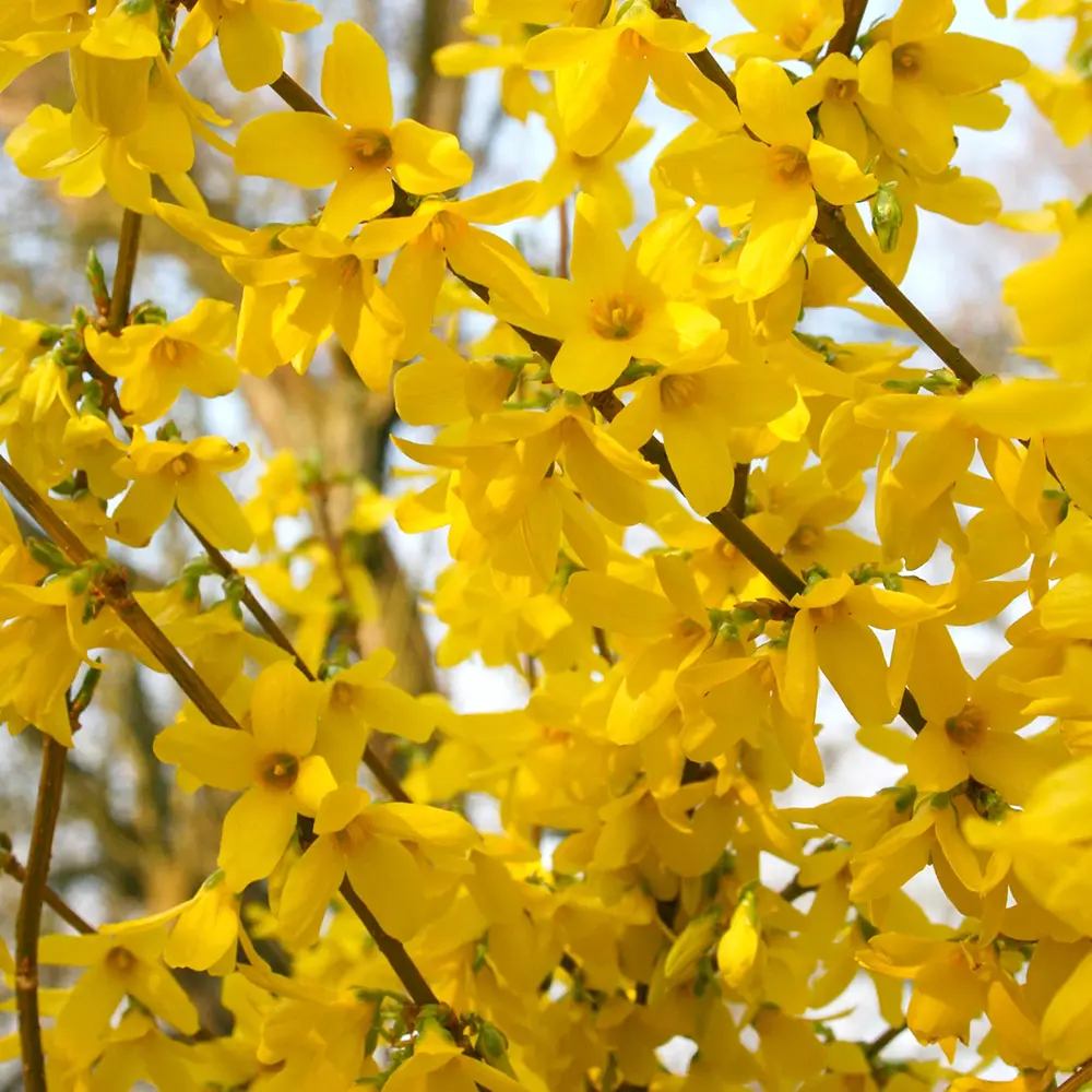Ploaie de Aur (Forsythia Week-end), arbust ornamental cu flori galbene primavara, crestere rapida