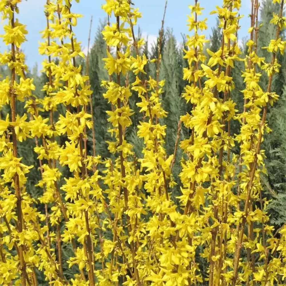 Ploaie de Aur (Forsythia Week-end), arbust ornamental cu flori galbene primavara, crestere rapida
