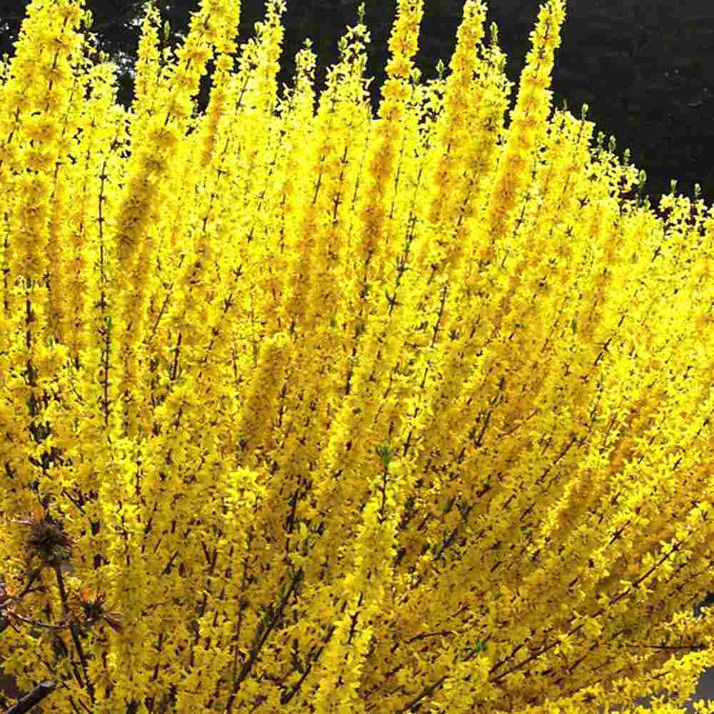 Ploaie de Aur (Forsythia Week-end), arbust ornamental cu flori galbene primavara, crestere rapida