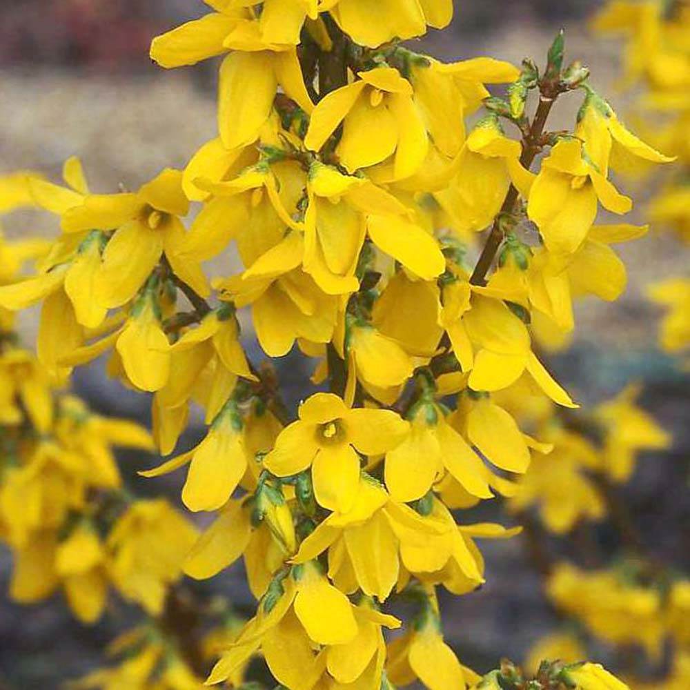 Ploaie de Aur (Forsythia Week-end), arbust ornamental cu flori galbene primavara, crestere rapida