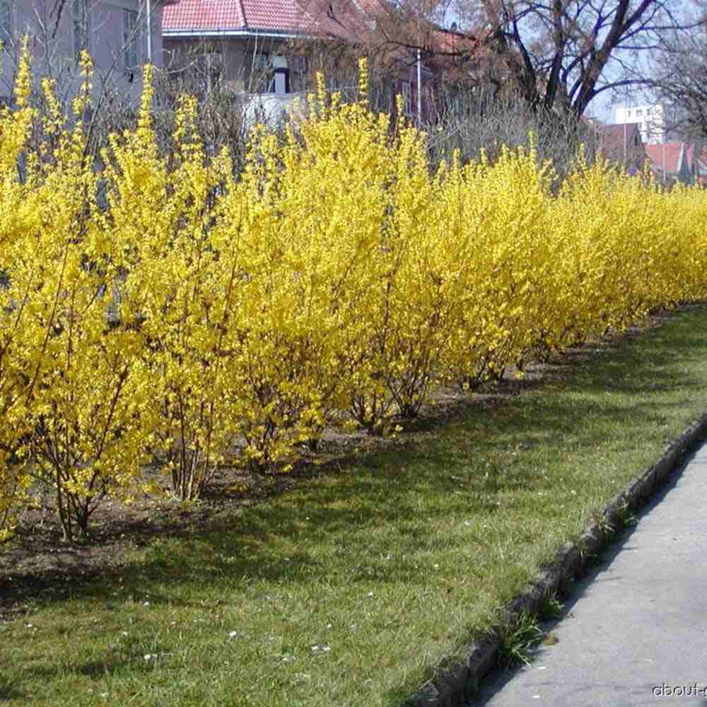 Ploaie de Aur (Forsythia Week-end), arbust ornamental cu flori galbene primavara, crestere rapida
