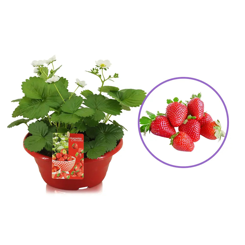 Capsuni Productivi Beltran timpurii (Fragaria Ananassa), cu fructe mari si aromate, ideali pentru gradina, an 3 pe rod
