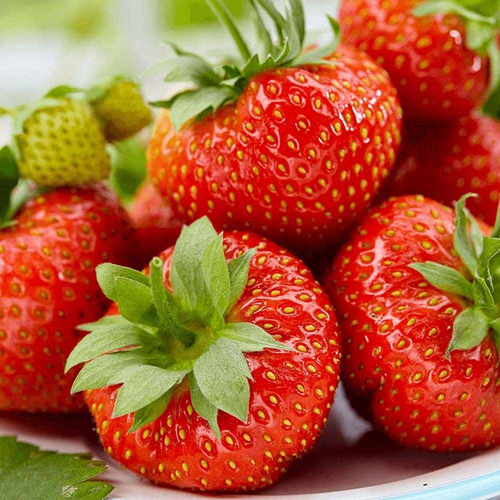 Capsuni Productivi Corona (Fragaria Ananassa), cu fructe foarte mari si aroma echilibrata, perfecti pentru gradina, an 1 pe rod