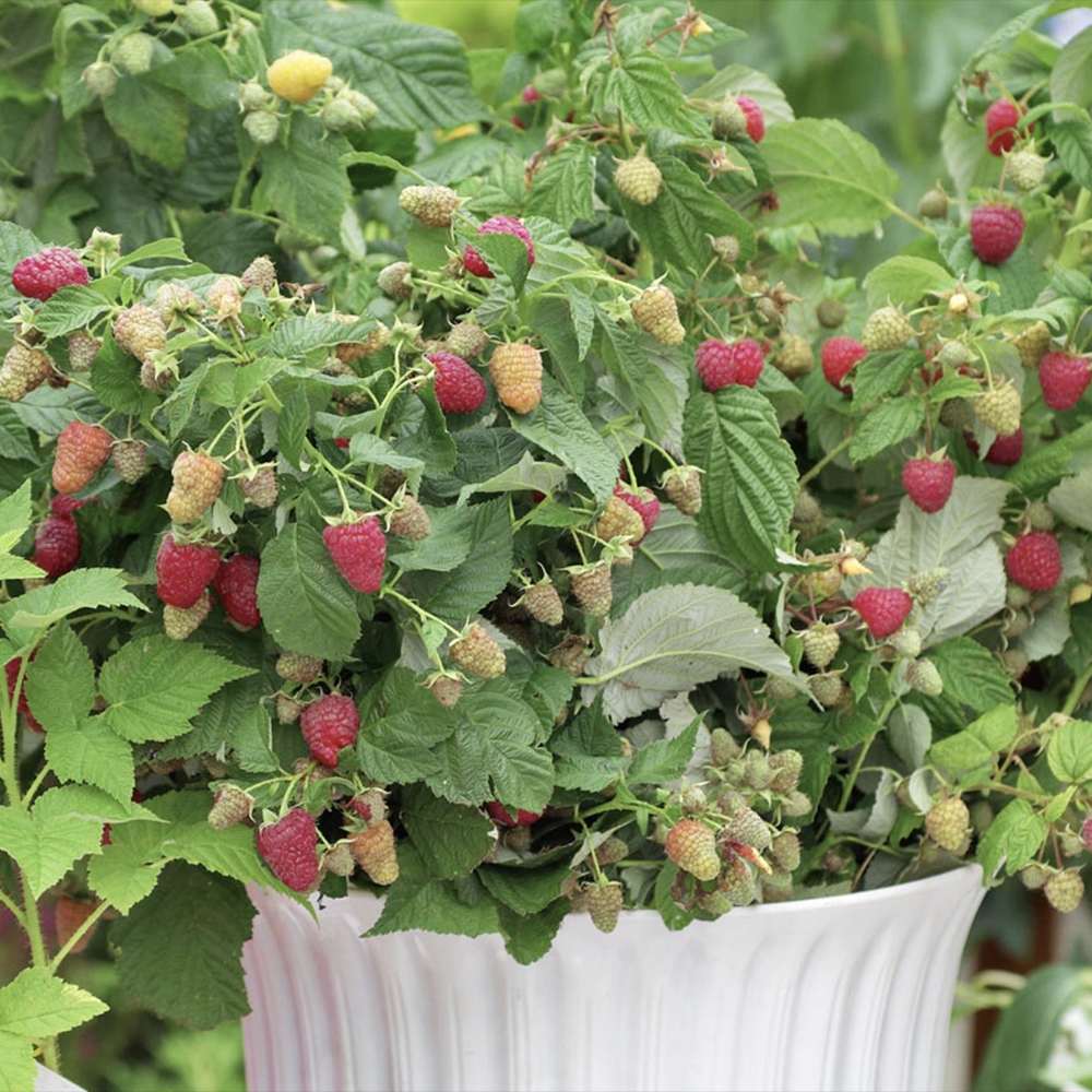 Capsuni Productivi Corona (Fragaria Ananassa), cu fructe foarte mari si aroma echilibrata, perfecti pentru gradina, an 1 pe rod