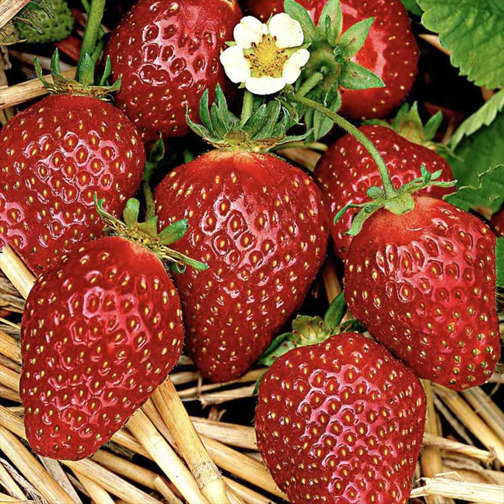 Capsuni Productivi Corona (Fragaria Ananassa), cu fructe foarte mari si aroma echilibrata, perfecti pentru gradina, an 1 pe rod