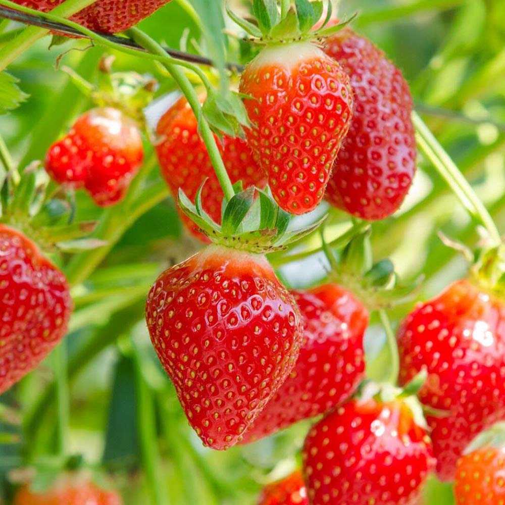 Capsuni Productivi Corona (Fragaria Ananassa), cu fructe foarte mari si aroma echilibrata, perfecti pentru gradina, an 1 pe rod