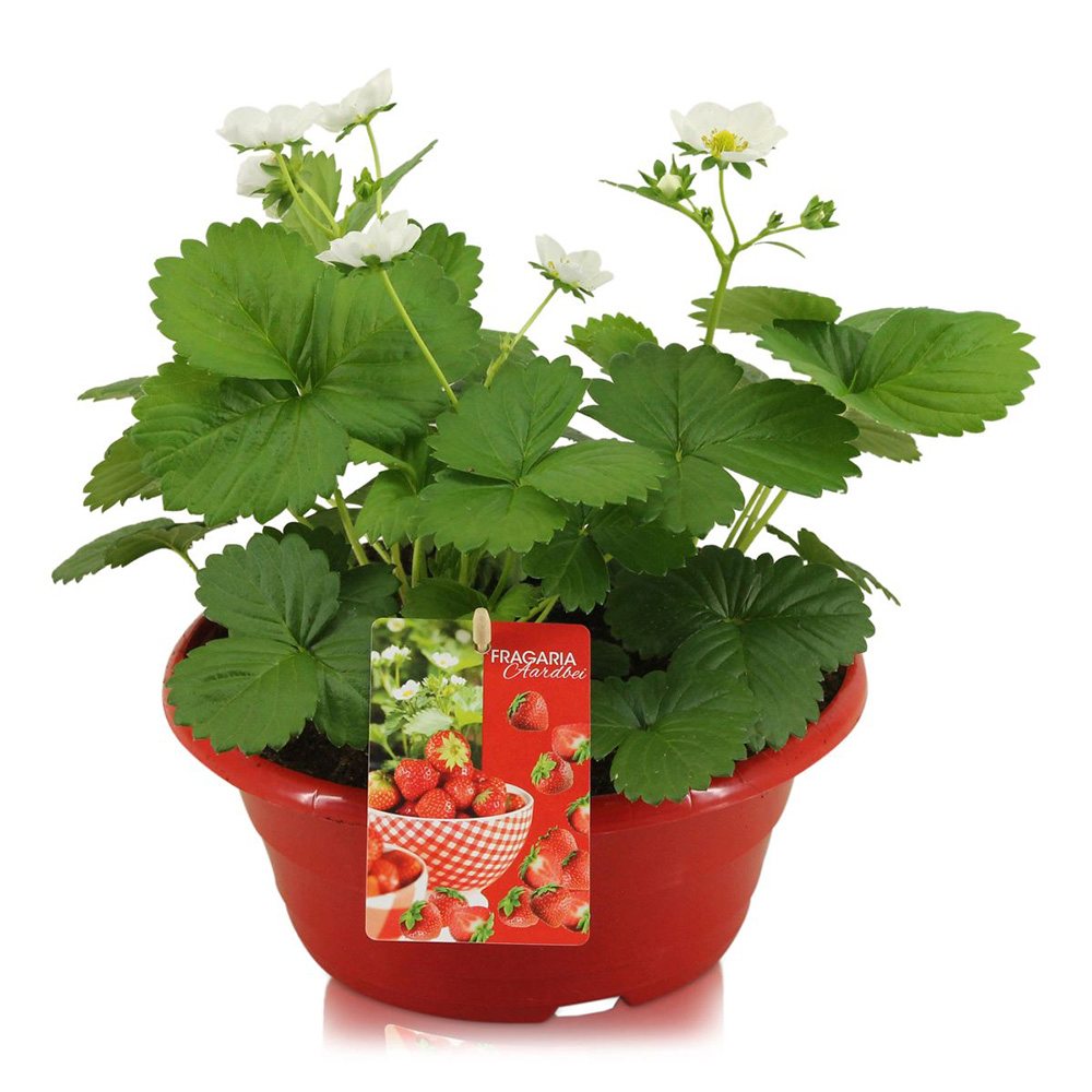 Capsuni Productivi Beltran timpurii (Fragaria Ananassa), cu fructe mari si aromate, ideali pentru gradina, an 3 pe rod