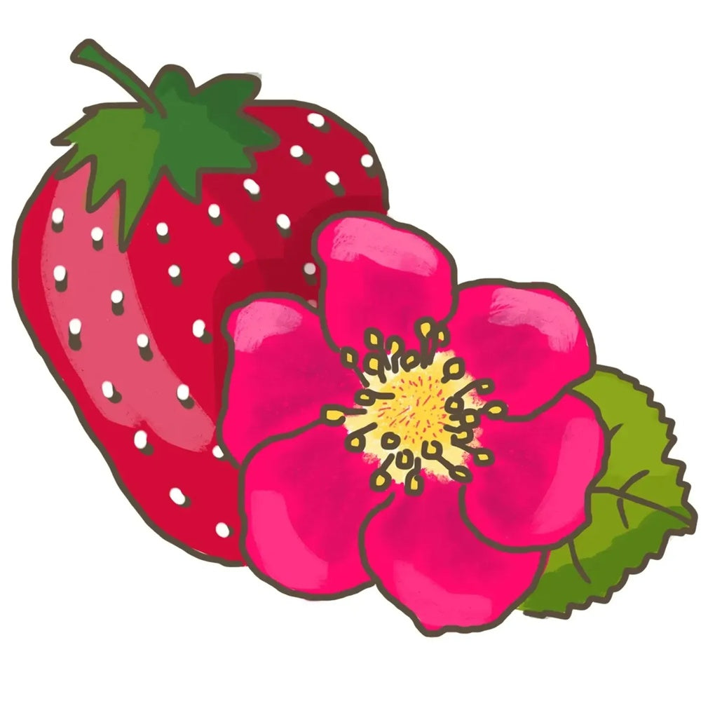 Capsuna Bio Fragaria Queeny, capsuni dulci aromate, productie bogata, organic/bio