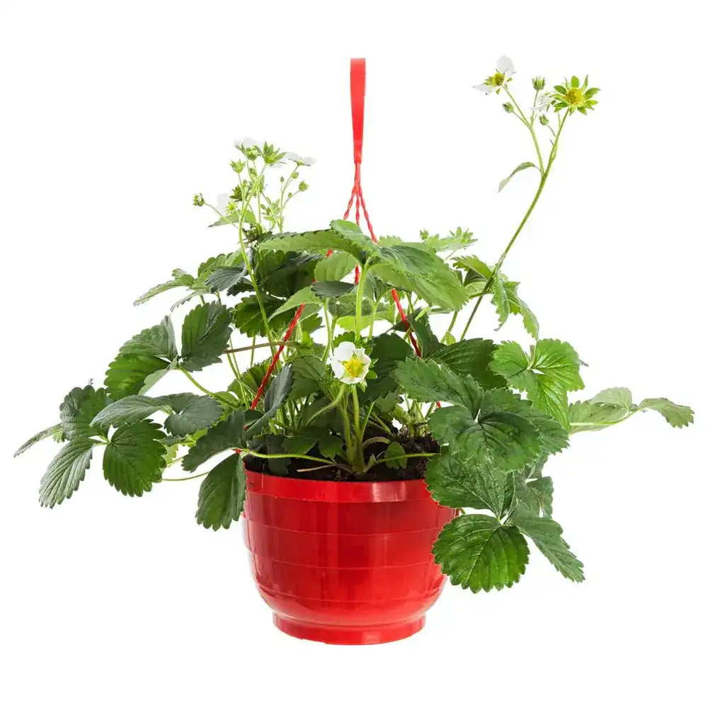 Capsuni Productivi Favori (Fragaria Ananassa), dulci si zemosi, ideali pentru consum proaspat si deserturi, an 3 pe rod