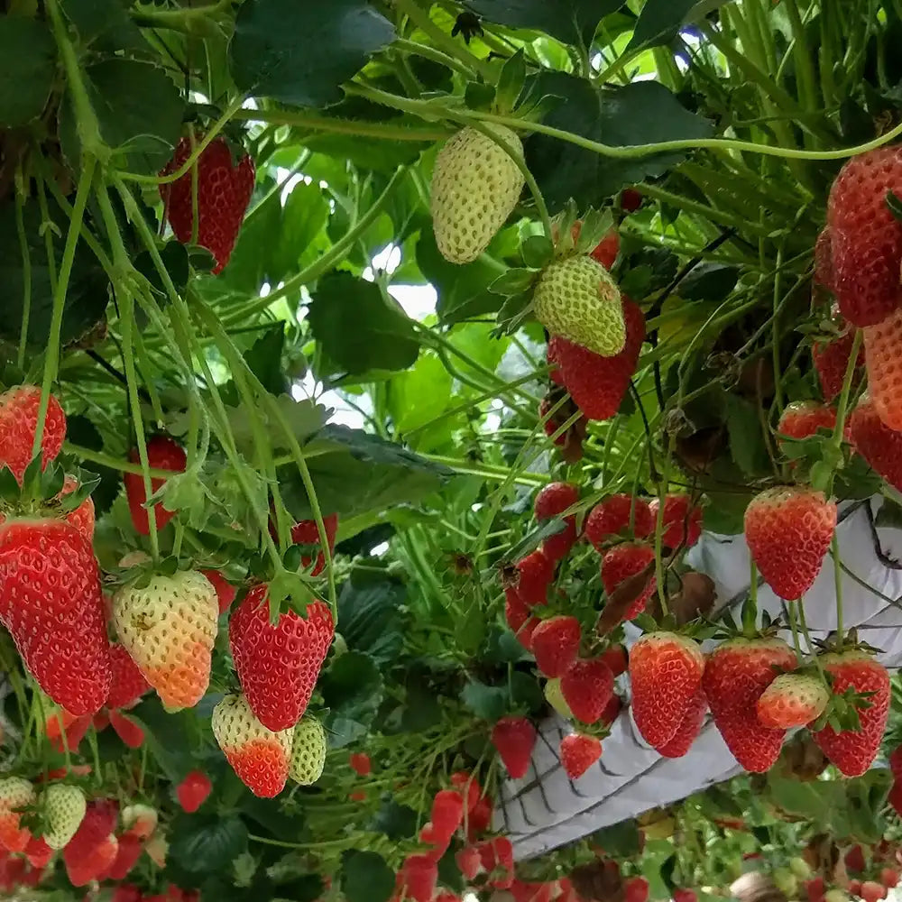 Capsuni Productivi Favori (Fragaria Ananassa), dulci si zemosi, ideali pentru consum proaspat si deserturi, an 3 pe rod