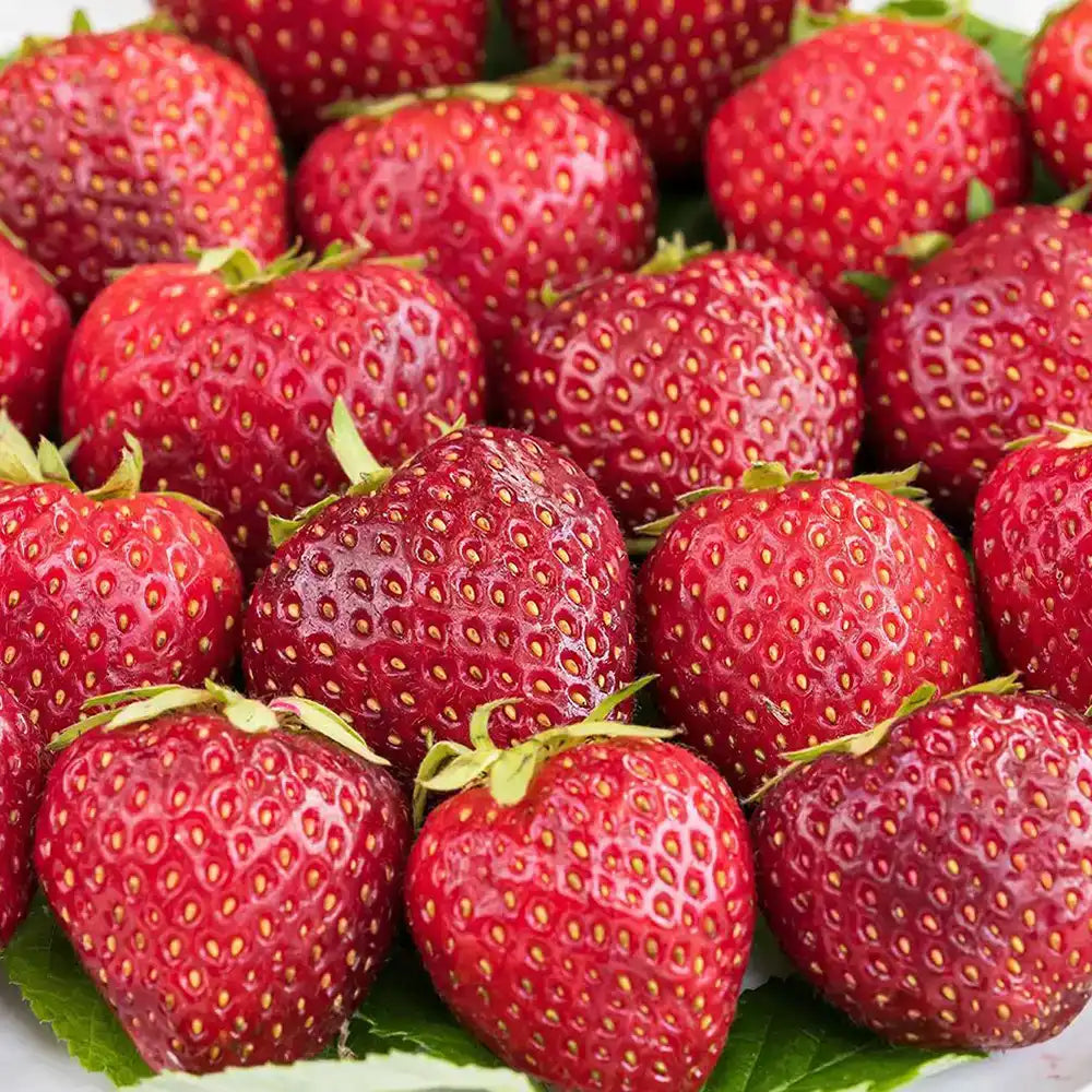 Capsuni Productivi Favori (Fragaria Ananassa), dulci si zemosi, ideali pentru consum proaspat si deserturi, an 3 pe rod