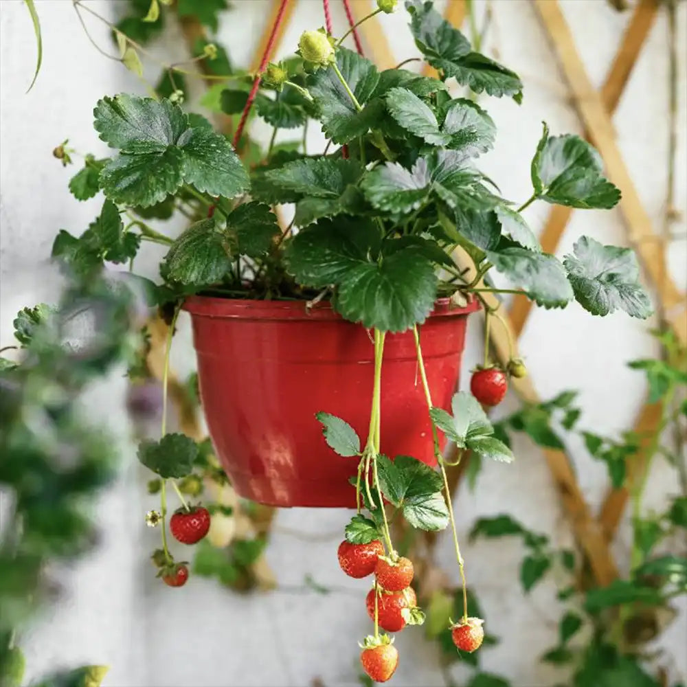 Capsuni Productivi Favori (Fragaria Ananassa), dulci si zemosi, ideali pentru consum proaspat si deserturi, an 3 pe rod