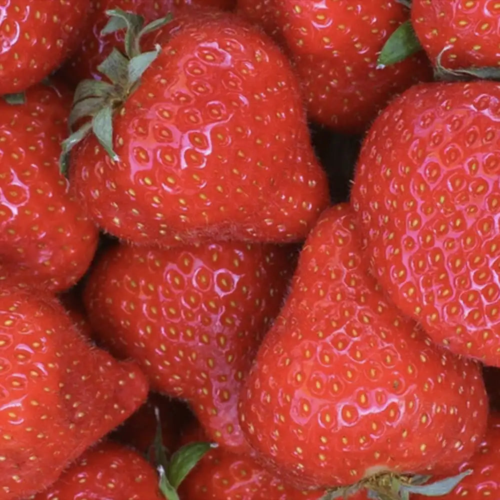 Capsuni Productivi Favori (Fragaria Ananassa), dulci si zemosi, ideali pentru consum proaspat si deserturi, an 3 pe rod