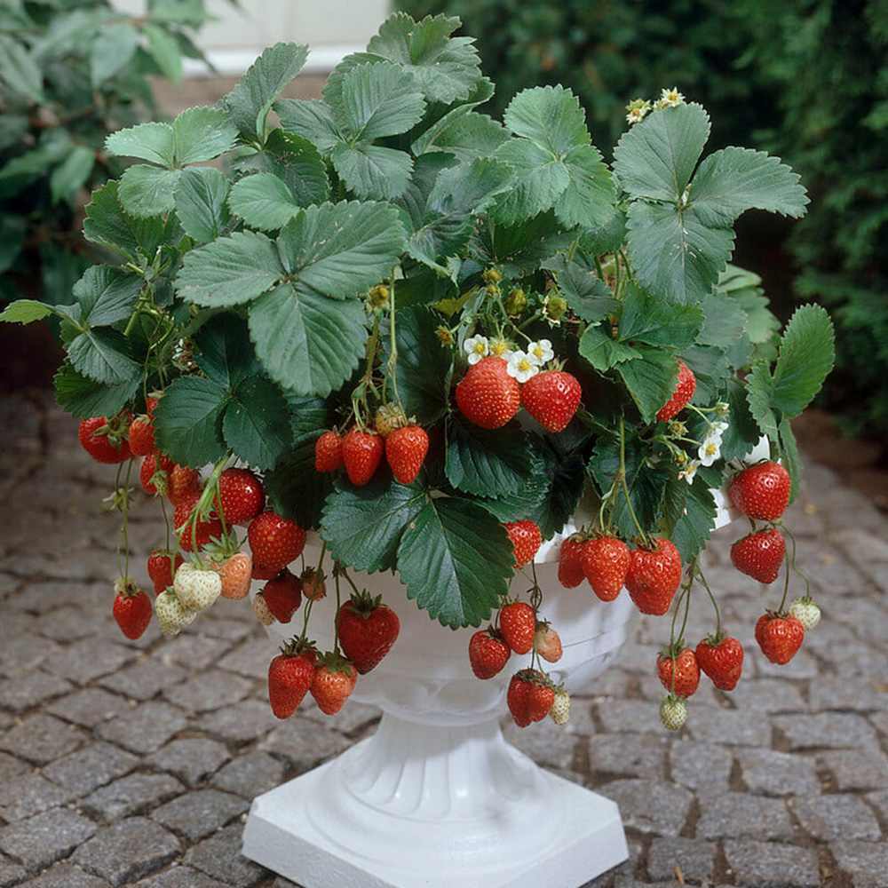 Capsun Ostara (Fragaria Ananassa), productiv, remontant, fructe dulci, rezistent la frig, an 3 pe rod