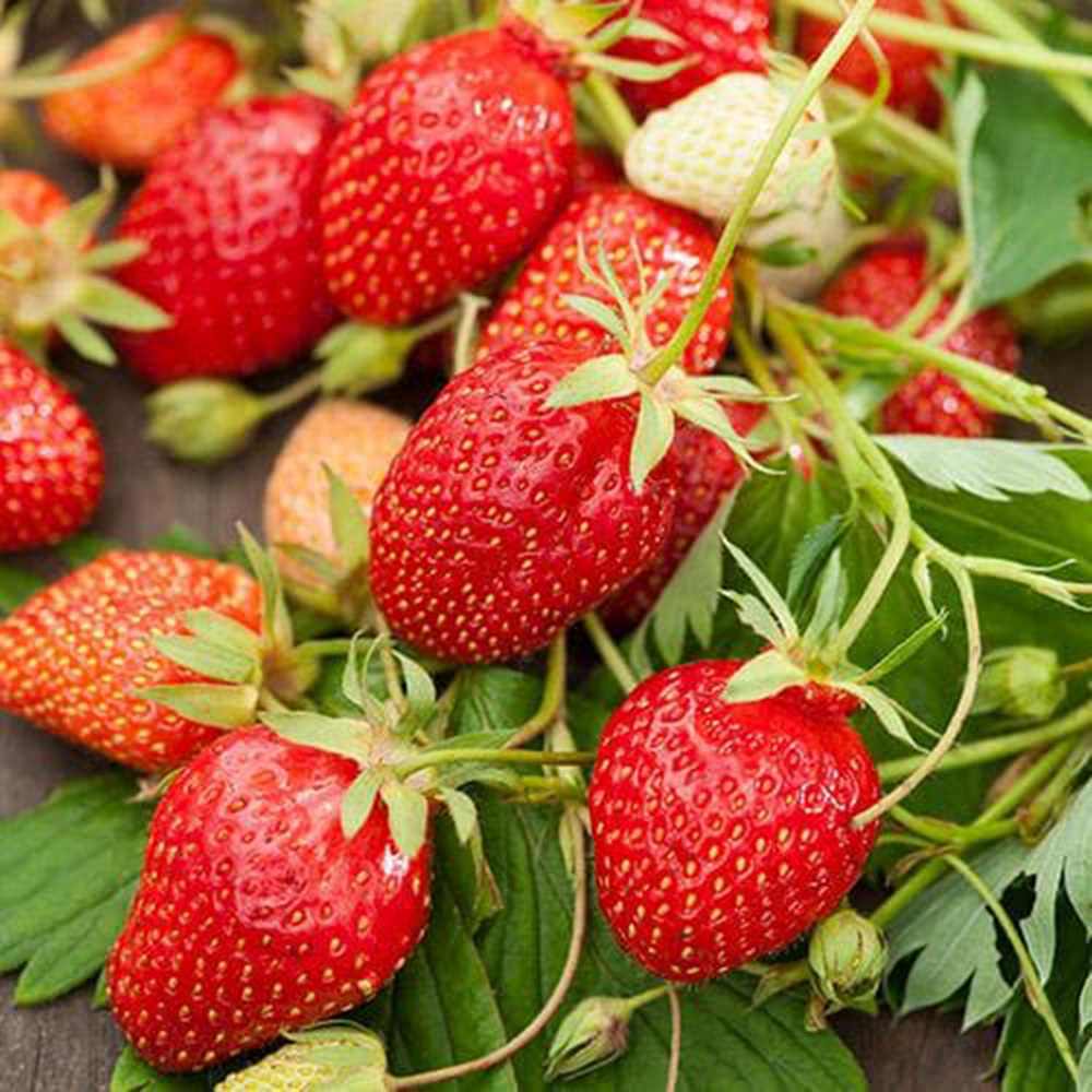 Capsun Ostara (Fragaria Ananassa), productiv, remontant, fructe dulci, rezistent la frig, an 3 pe rod
