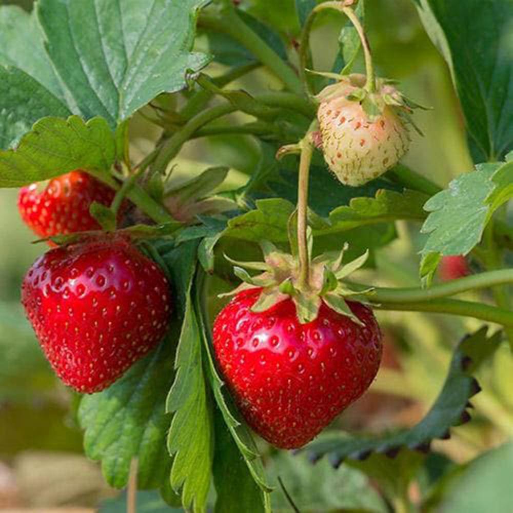 Capsun Ostara (Fragaria Ananassa), productiv, remontant, fructe dulci, rezistent la frig, an 3 pe rod