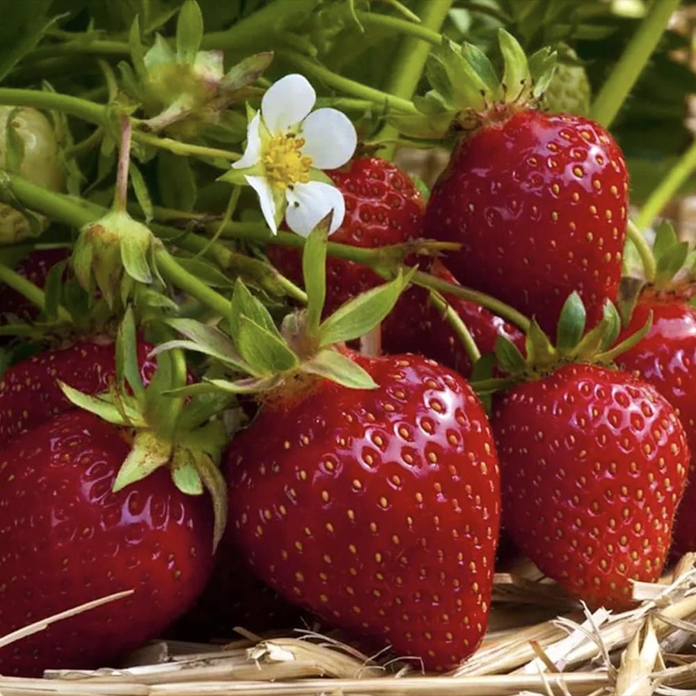 Capsun Ostara (Fragaria Ananassa), productiv, remontant, fructe dulci, rezistent la frig, an 3 pe rod