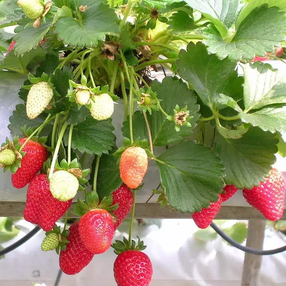 Capsun Ostara (Fragaria Ananassa), productiv, remontant, fructe dulci, rezistent la frig, an 3 pe rod