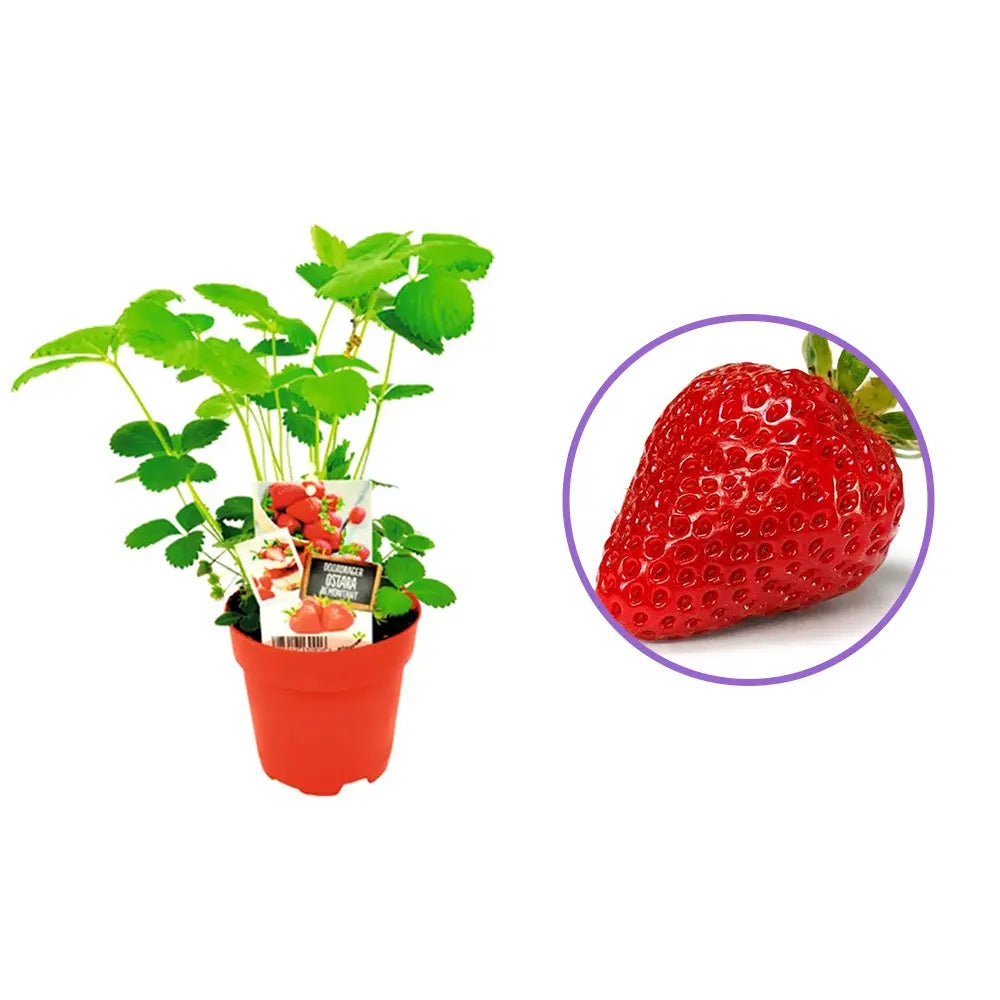 Capsun Ostara (Fragaria Ananassa), productiv, remontant, fructe dulci, rezistent la frig, an 3 pe rod