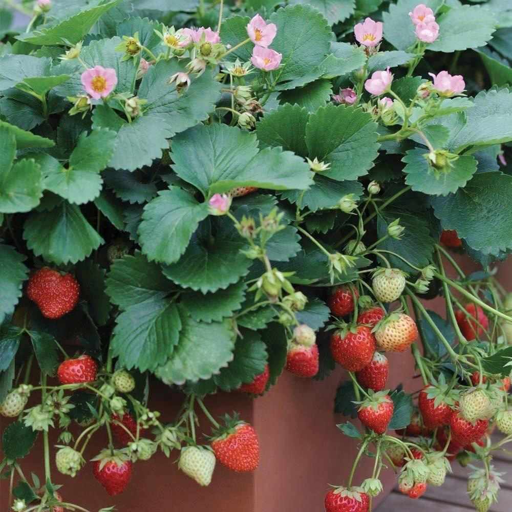 Capsuni Rosana (Fragaria Ananassa), semitimpurii cu productie ridicata si gust clasic, ideali pentru gradini