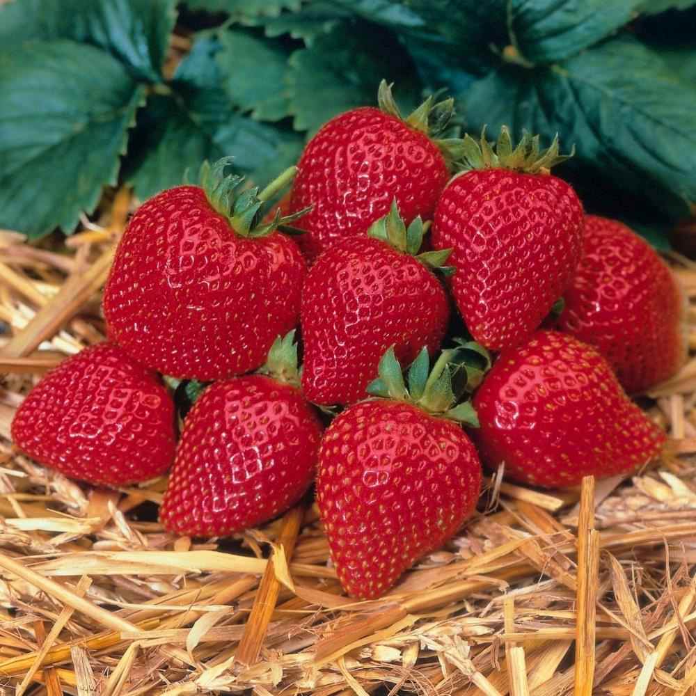 Capsuni Rosana (Fragaria Ananassa), semitimpurii cu productie ridicata si gust clasic, ideali pentru gradini