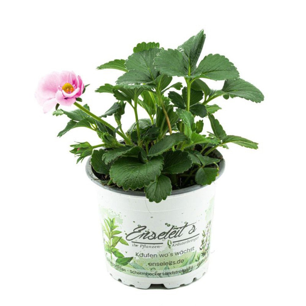 Capsuni Rosana (Fragaria Ananassa), semitimpurii cu productie ridicata si gust clasic, ideali pentru gradini