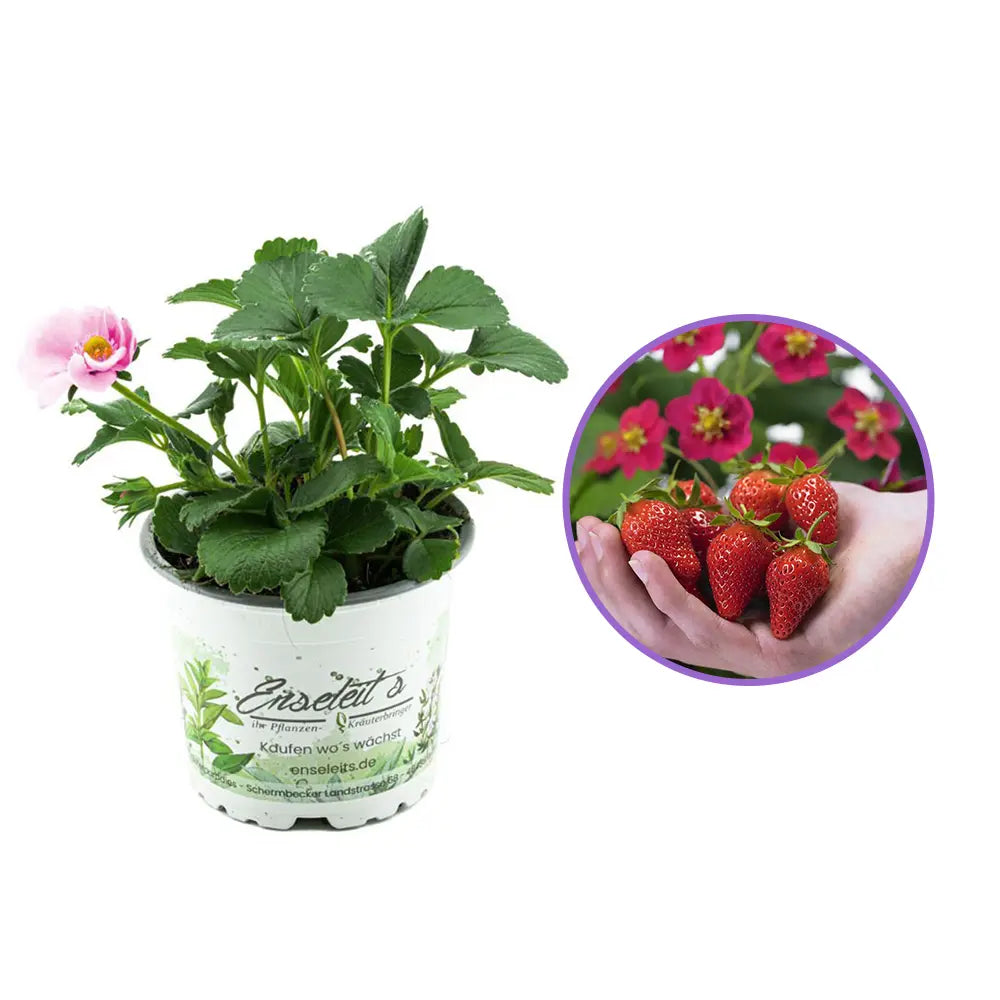 Capsuni Rosana (Fragaria Ananassa), semitimpurii cu productie ridicata si gust clasic, ideali pentru gradini