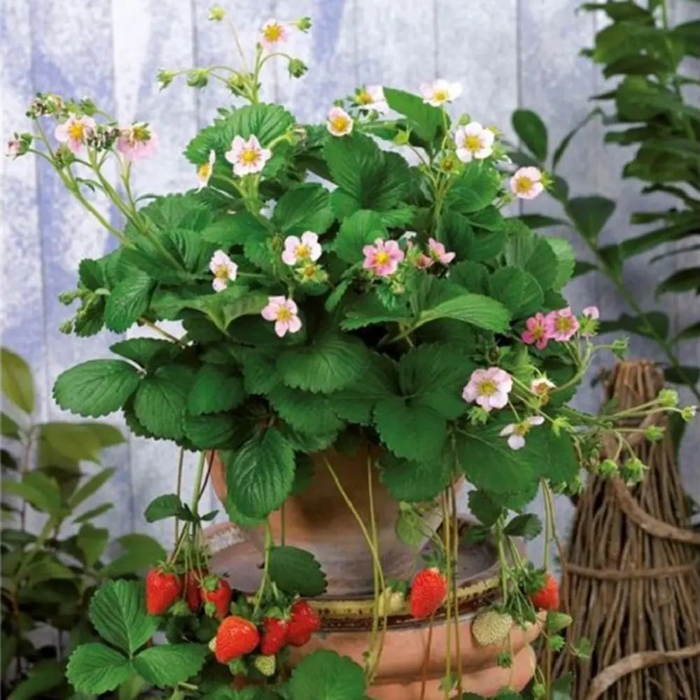 Capsuni Rosana (Fragaria Ananassa), semitimpurii cu productie ridicata si gust clasic, ideali pentru gradini