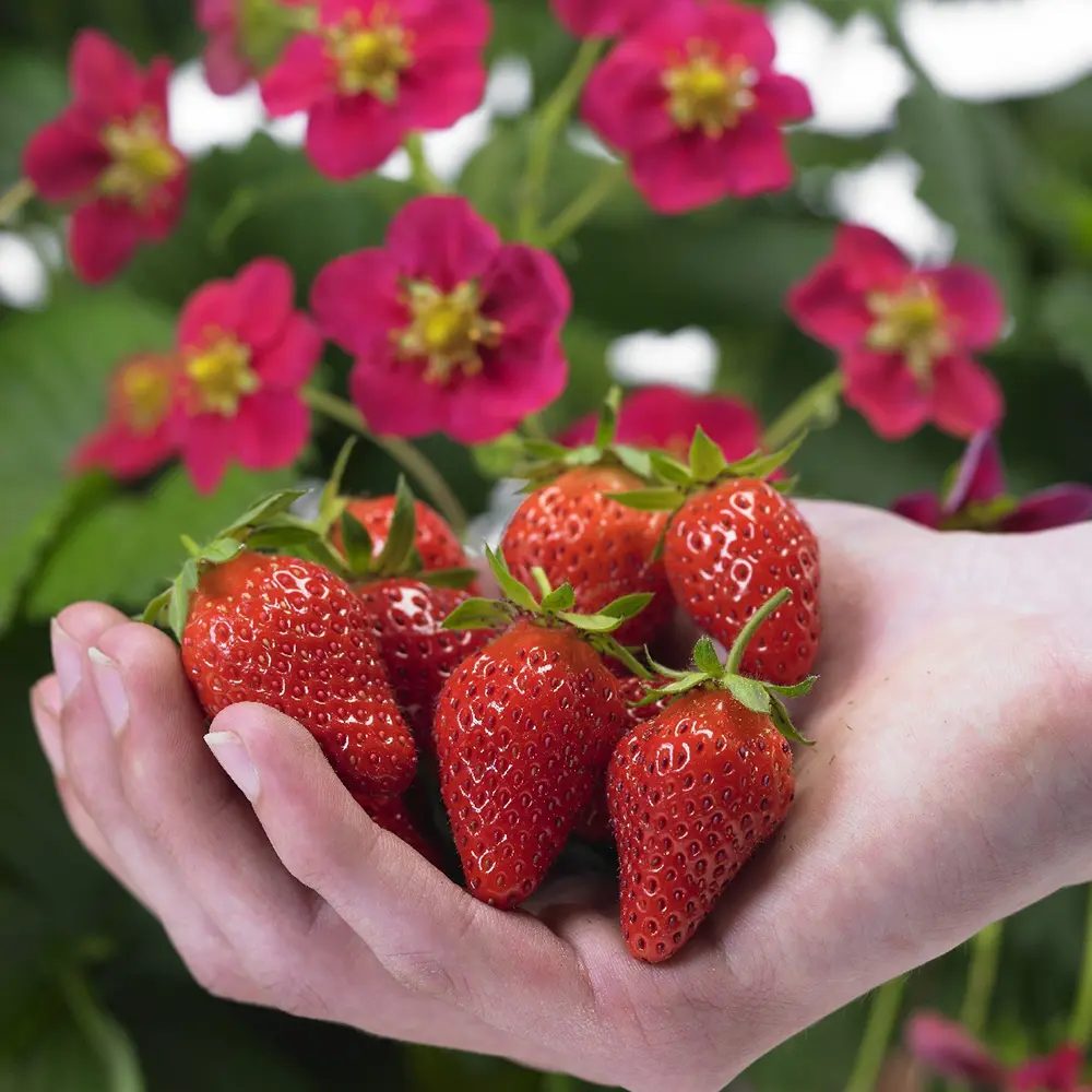 Capsuni Rosana (Fragaria Ananassa), semitimpurii cu productie ridicata si gust clasic, ideali pentru gradini