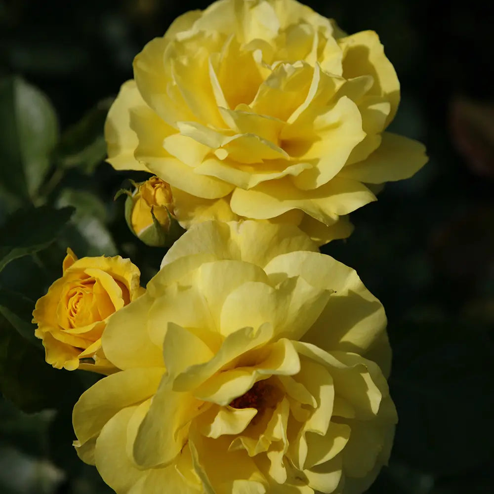 Trandafir Floribunda galben Friesia, cu parfum intens, inflorire repetata si premiat