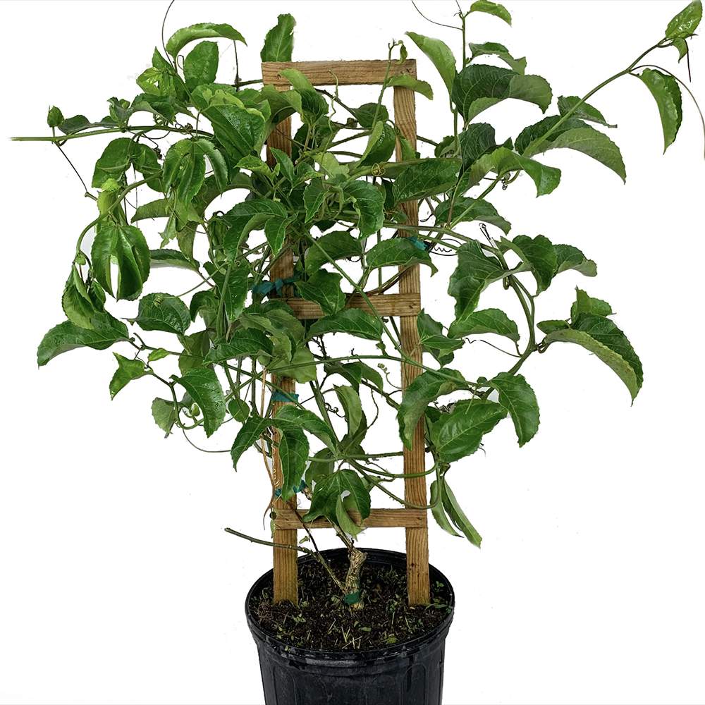 Fructul pasiunii galben (Passiflora edulis Fo edulis), aroma tropicala delicioasa, ideal pentru sucuri si deserturi