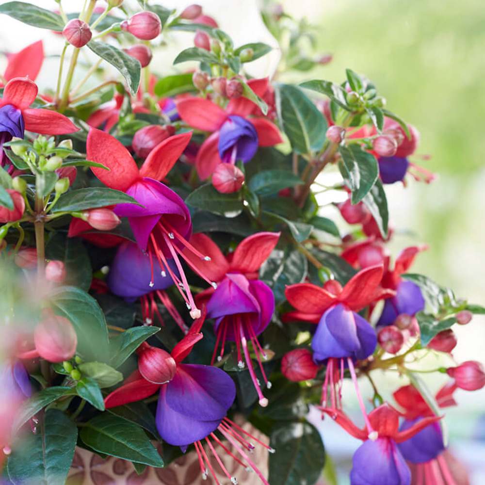 Fuchsia Bella Vera, 40-50 cm, planta curgatoare in ghiveci cu agatatoare, flori rosii si mov