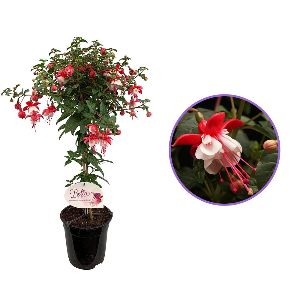 Copacel Cercelus (Fuchsia) Britney, 75 cm, cu flori duble spectaculoase rosu si alb, prefera semi-umbra