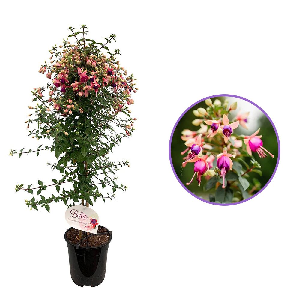 Copacel Cercelus (Fuchsia) Ellebel, 90 cm, cu flori roz-violet duble, prefera semiumbra