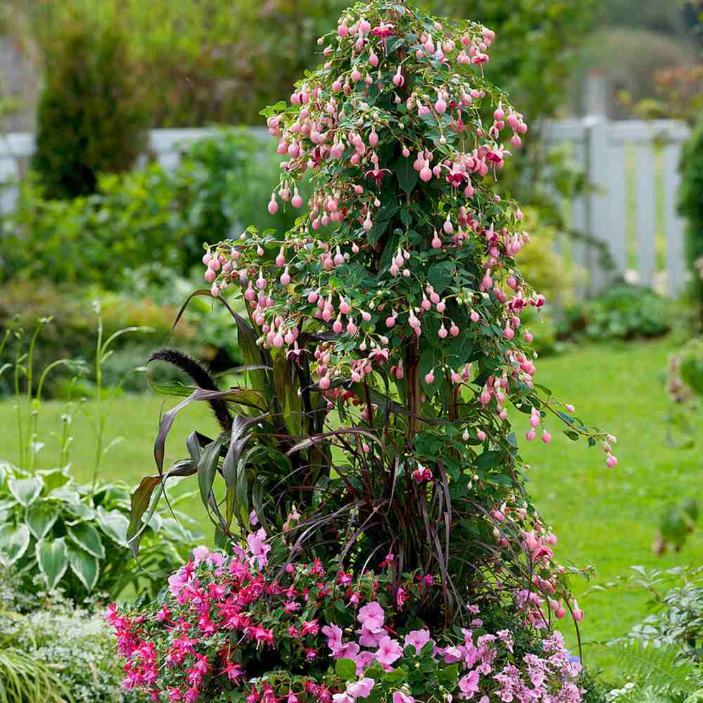 Copacel Cercelus (Fuchsia) Paula Jane, cu flori duble bicolore pentru terasa si balcon, prefera semiumbra