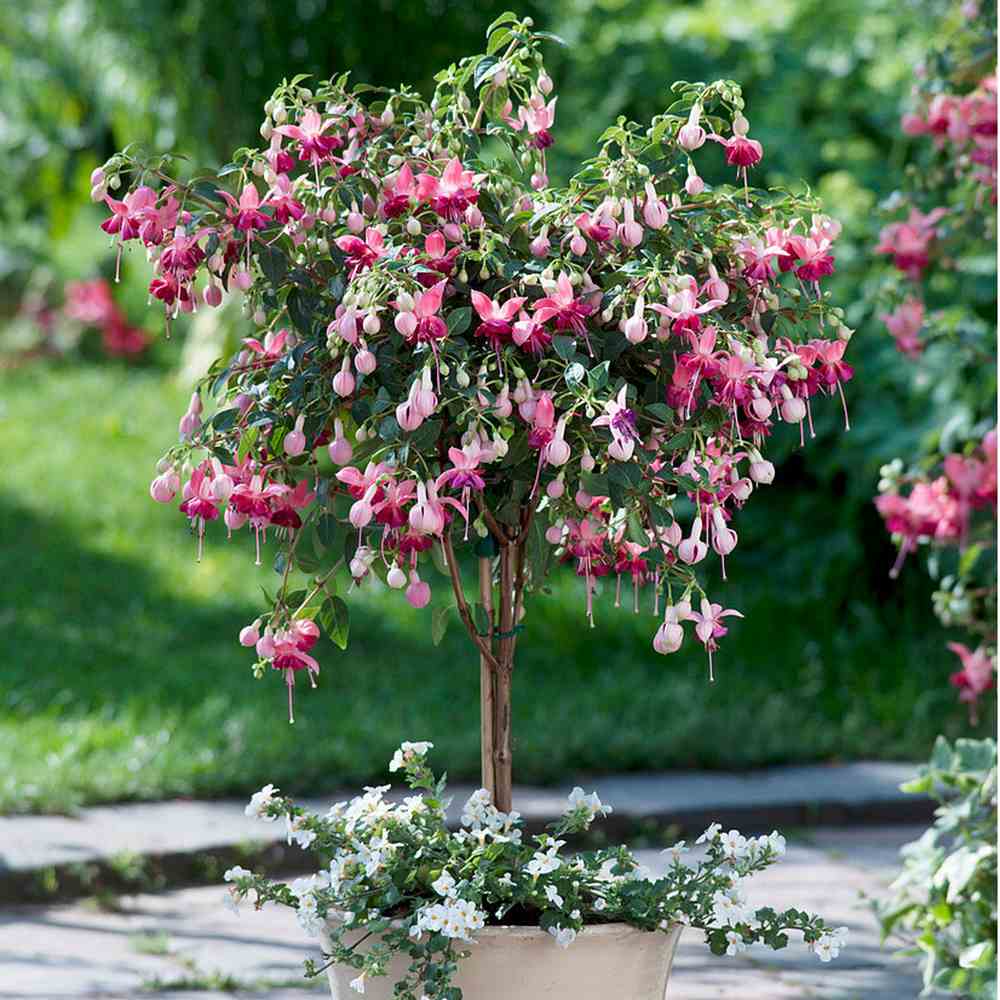 Copacel Cercelus (Fuchsia) Paula Jane, cu flori duble bicolore pentru terasa si balcon, prefera semiumbra