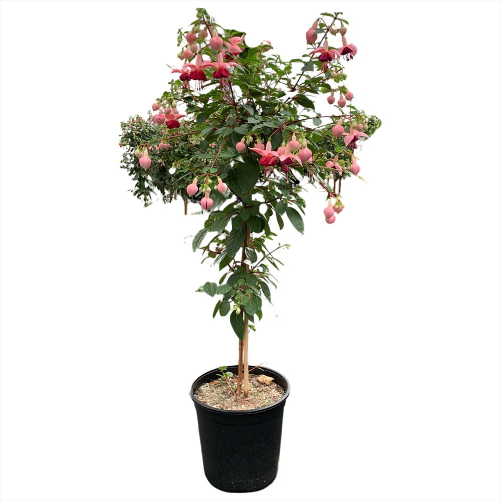 Copacel Cercelus (Fuchsia) Paula Jane, cu flori duble bicolore pentru terasa si balcon, prefera semiumbra