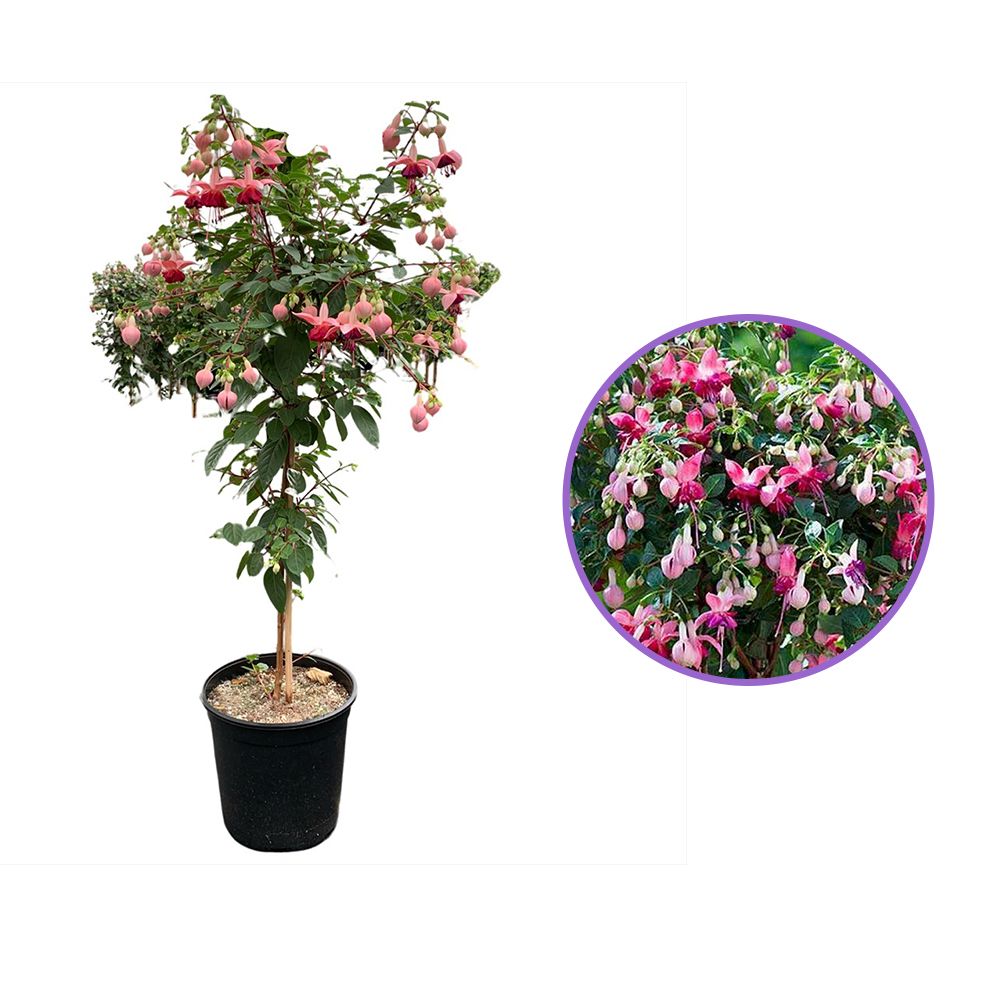 Copacel Cercelus (Fuchsia) Paula Jane, cu flori duble bicolore pentru terasa si balcon, prefera semiumbra