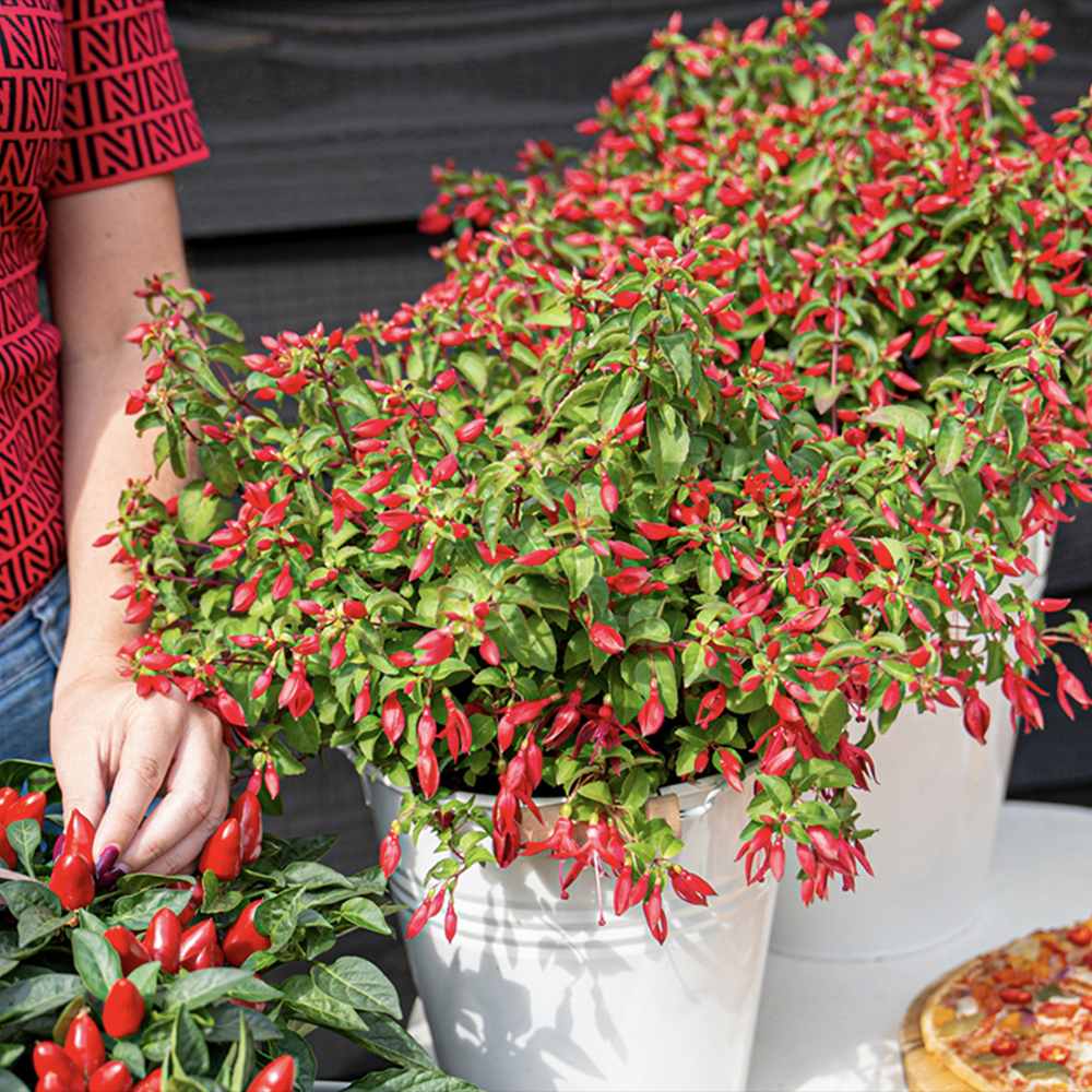 Fuchsia Red Chilly, 15-25 cm, planta de interior flori rosu intens curgatoare decorativa